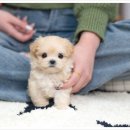 강아지 분양 프러포즈펫 | 위례강아지분양 유앤미펫 후기 🐾