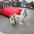 가히애견 이미지