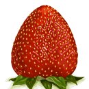 딸기모텔 이미지