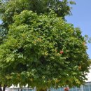 고목나무 이미지