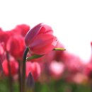튜울립 이미지