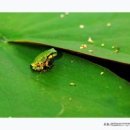 청개구리 이미지