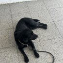 댕편한세상 이미지