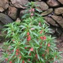 가야서당 이미지