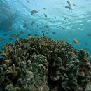 물고기의눈물이호수로 | 보자무싸 | N번째 보라카이 호핑투어 / 픽업샌딩 이용내돈내산 후기