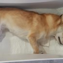 믹스견 이미지