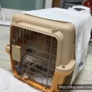 루씨루씨애견유치원 이미지