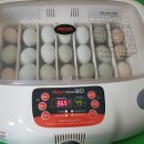 해남읍 단군전 이미지