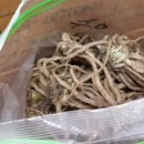 강화농약종묘사 이미지