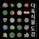 로맨스 다육 네이버블로그