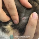 별내동물병원 | 12년 동안 믿고 다니는 동물병원에서 고양이 건강검진, 별내 24시 동물병원