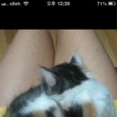 Re:우리 집 암모나이트, 침대에서 화석처럼 잠든 고양이 ‘귀여워’ 이미지