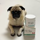 펫츠네 | 강아지 신장영양제 바이오펫츠 방광염 긍정적이네 퍼그 후기