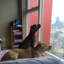 팔자좋은강아지 이미지