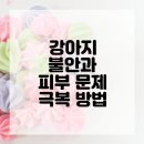 우리동물병원 | 서대문구 동물병원에서 우리 강아지 불안 퇴치 비법 대공개!