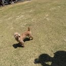 중독(DOG) | 강원도 홍천 반려동반 캠핑장 [캠핑중독(캠핑중DOG)]