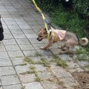 해피훈트 이미지