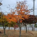 푸른꽃농원 - 고양시 일산동구 식사로 3 | 푸른꽃농원