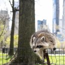 Seed of Li 이미지