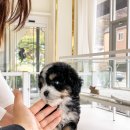 아이퍼피 이미지