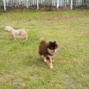 강아지천국 이미지