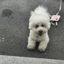 펫밀리샵 | 「펫밀리하우스」 반려견 미용 후기 (엔조씨가 셀프미용하다가 샵 간 이유)