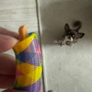 견생냥품 무인24시 의정부 민락동점 | 의정부_24시간 무인애견용품점 찐고양이 후기 (견생냥품)