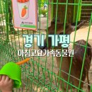 상읍1리경로당 | 가평 아기랑 가볼만한곳 아침고요가족동물원 수유실 알파카 사랑앵무 먹이주기 체험 팁