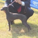 보성이탈리안그레이하운드 이미지