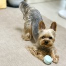 플레이 바우 이미지