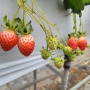 부강농장 이미지