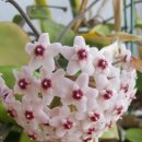 호야약국 이미지