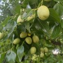 소법1리 마을회관 이미지