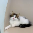 야옹아 멍멍해봐(신대점) 이미지