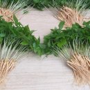 인삼농장 이미지