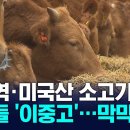 (KNN)한우농가,구제역-미국산 소고기 수입 확대 우려/2025.3.15. 이미지