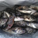 세월낚기 이미지