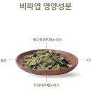 비파로 | 비파잎 비파차 한달 마셔본 솔직 후기