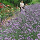 달빛조은 이미지