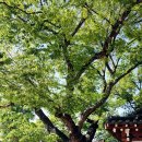 느티나무회관 이미지