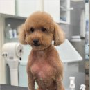 위드독 | 부산애견미용, 대형견 전용 위드독 솔직 후기