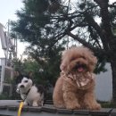 펫산영양제 내돈내산후기❤️(이렇게 좋은데‼️ 널리널리 알려져랏‼️‼️)