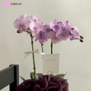 과천대로12길 | 과천펜타원꽃집 '플라워서이' 환갑꽃은 서양난으로 준비 완료!