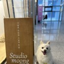 뭉 | 청라 애견 프로필 촬영맛집 스튜디오 뭉 방문후기 만족 100%
