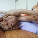 멍삼이네 이미지