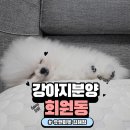 회원동144 | 마산 회원동 강아지분양 🐶 같이하는 가치 🐶유앤미펫 김해점