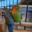 🦜서면 앵무새 카페 후기｜부산 실내 데이트로 강력 추천!
