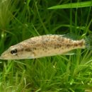 황쏘가리 이미지