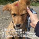 에스페란사 | 부산 경남 밀양 유기견보호소 에스페란사 봉사단체 봉사후기