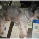 혜성동물병원 이미지